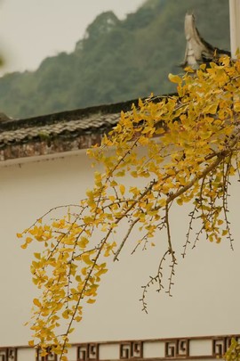 微信图片_202411271742511