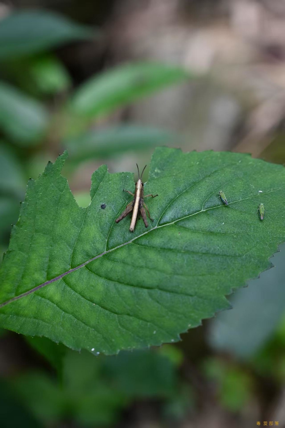 微信图片_20250611104241