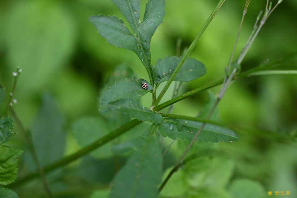 微信图片_20250611104242