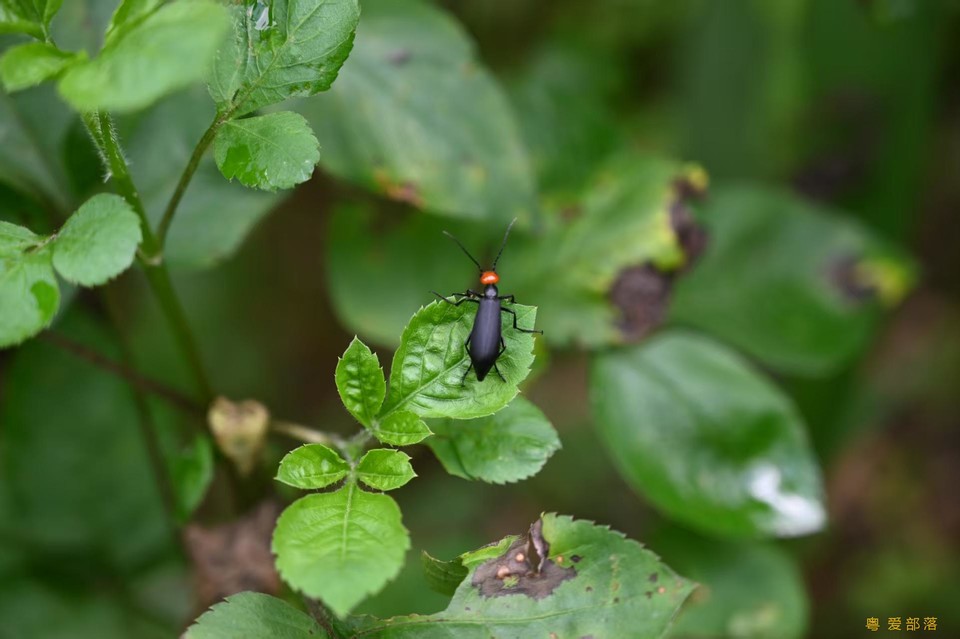 微信图片_20250611104243