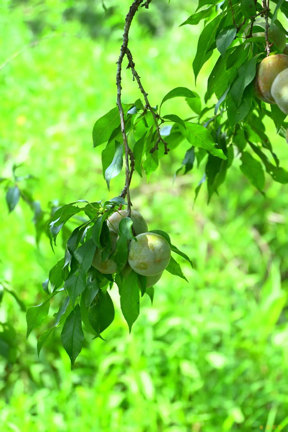 微信图片_20250611104254