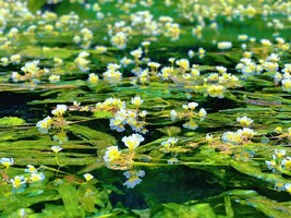 6.18晚-6.21日【广西河池】天窗奇观三门海，天峨蓝刀鱼风暴，九顿天窗，会开花的河