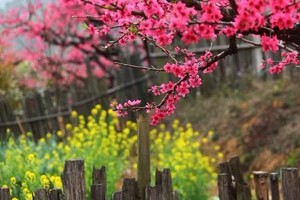 连平十里桃花香