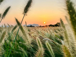 11.8/9日！特价59元【英德五彩田园】茶庄里的浪漫：北江畔狗尾巴草盛放，水墨梦境情人桥同心岛