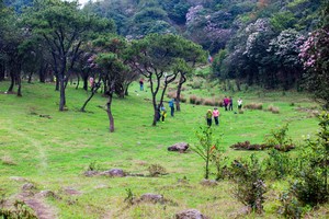 周六/周日！杜鹃期【罗定八排山】赏漫山云锦杜鹃：邂逅高山大草原