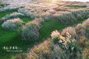 周六/日出发【北江芦苇荡】广东版的矿湖蓝眼泪+石角大草原+美味农家菜