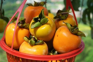 11.6/8/9日！特价49元【上罗村柿子】从化千亩柿外桃源，红红火火满枝头，罗洞工匠小镇+艾米千亩稻田