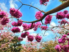 周六日：休闲【冬影江门】千亩紫花风铃花海：圭峰山下百亩葵林，漫步石涧碧湖红水杉