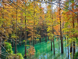 周末/元旦！徒步69元【中山五桂山】打卡香山小九寨：西坑尾水杉林，登白云顶