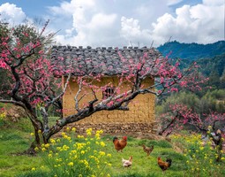 2.28日/3.1日【广100番外站·桃花源徒步】连平&龙南&和平：粤赣古道桃花大型徒步活动火热报名