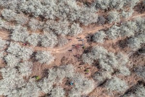 春节出发！休闲118元【广宁山楂花】洁白花开的山坡：品尝当地美食