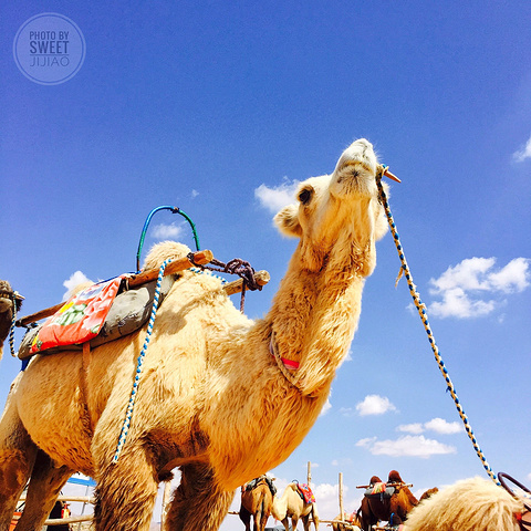 '超级帅的车车。去腾格里沙漠一定要坐这种越野车穿越沙漠边缘。有点风，沙子很烫。开始自拍模式_腾格里沙漠'的评论图片