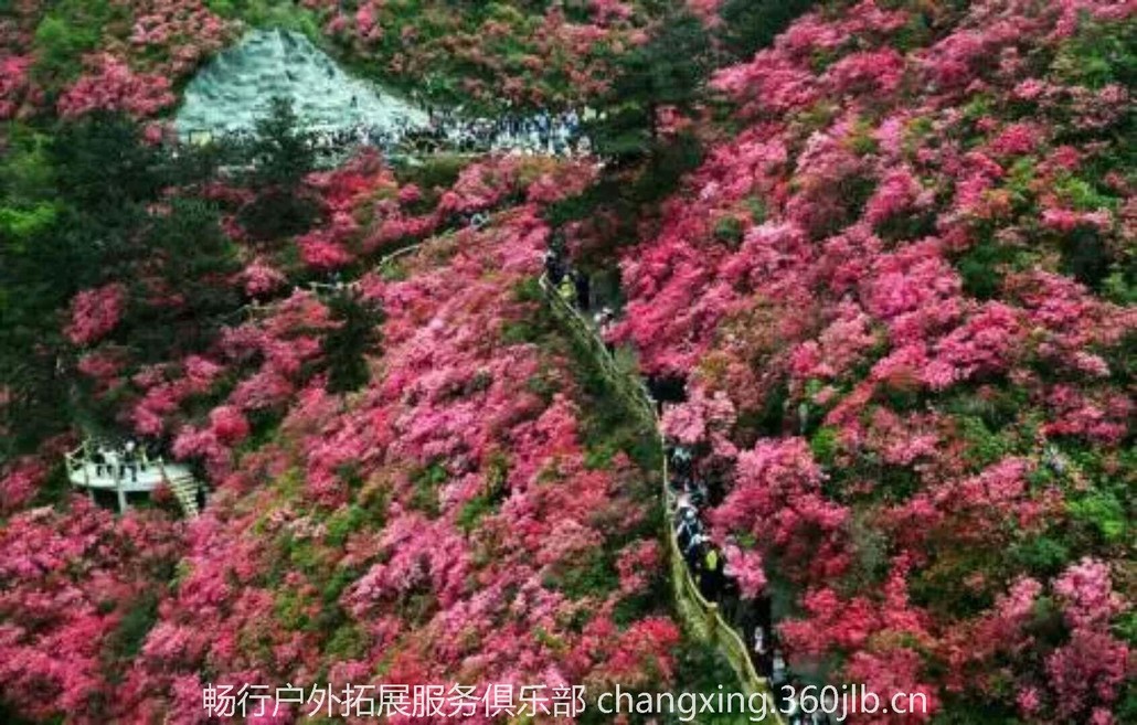 木兰云雾山最佳观赏杜鹃花的地点是"十里花山"