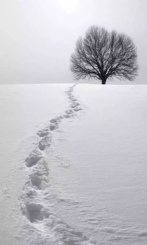 加入前景拍摄 很多人在拍摄雪景的时候,只懂拍雪,这就导致了画面很空