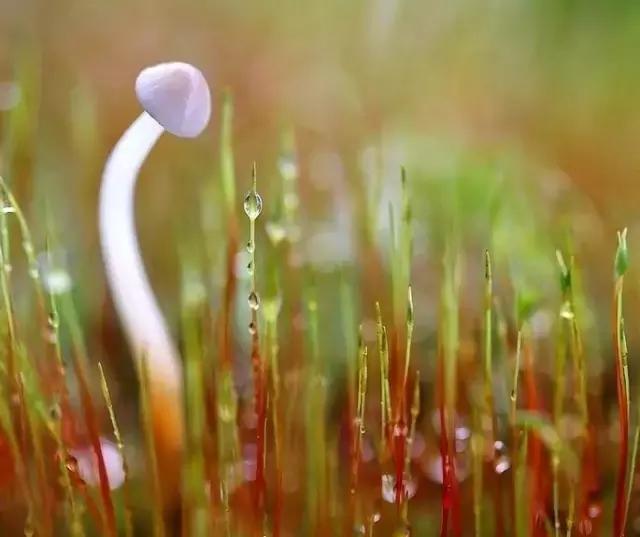 春天怎么拍才有意境？十招让你立刻开窍！