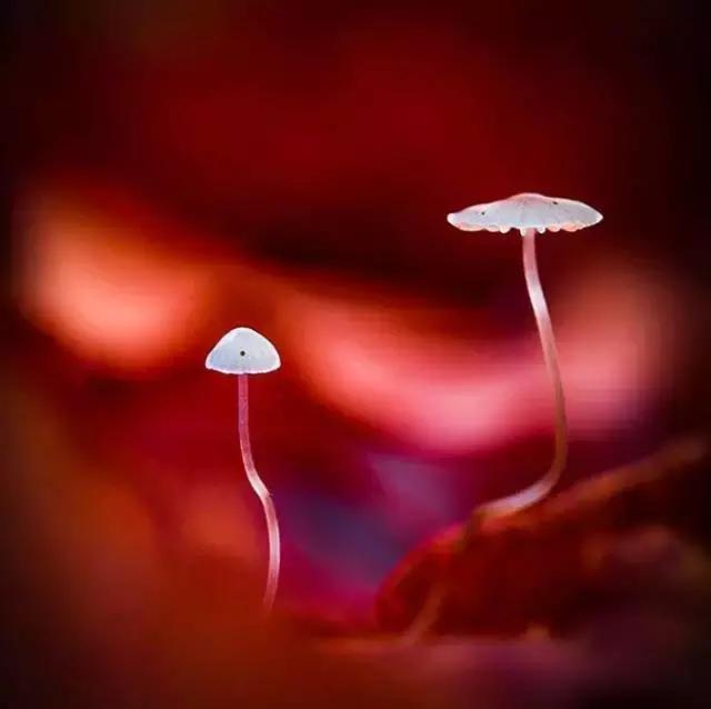 春天怎么拍才有意境？十招让你立刻开窍！