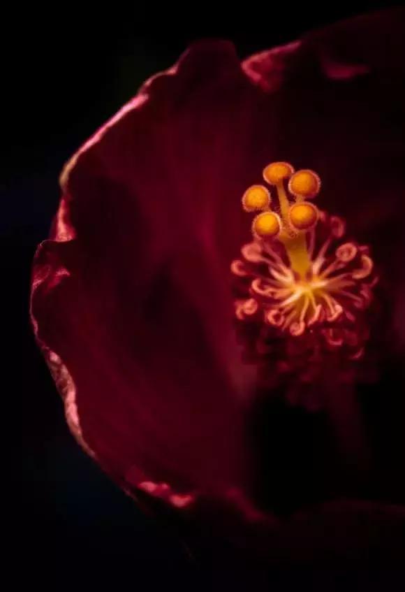 春天怎么拍才有意境？十招让你立刻开窍！