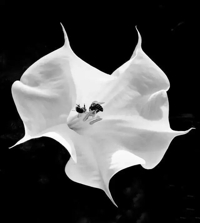 春天怎么拍才有意境？十招让你立刻开窍！