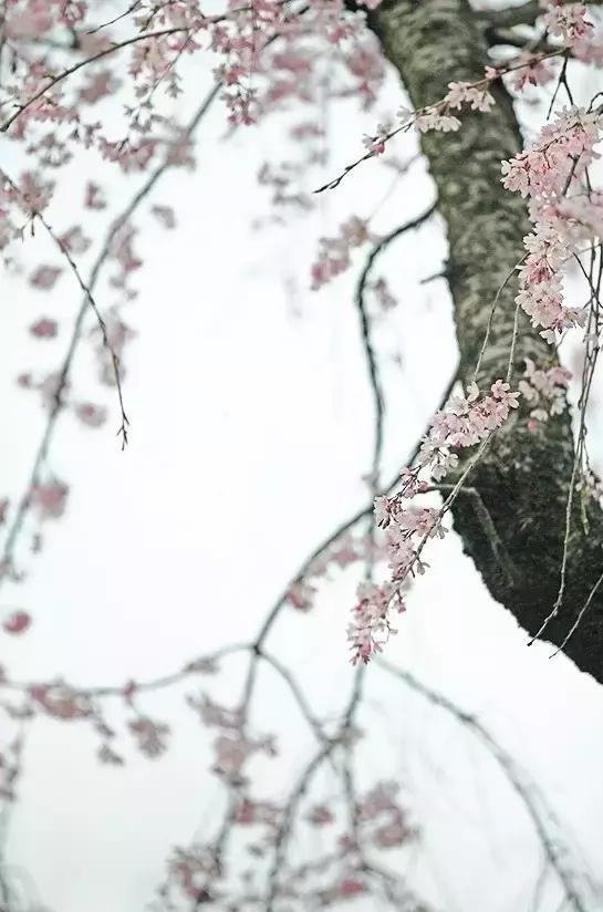 春天怎么拍才有意境？十招让你立刻开窍！