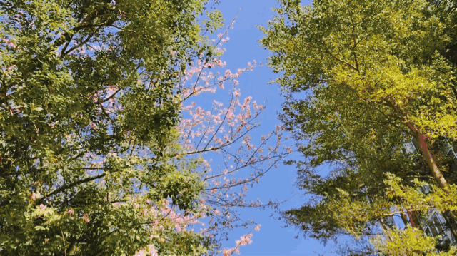 零基础Vlog入门指南，用好这9个App，拍出超赞大片