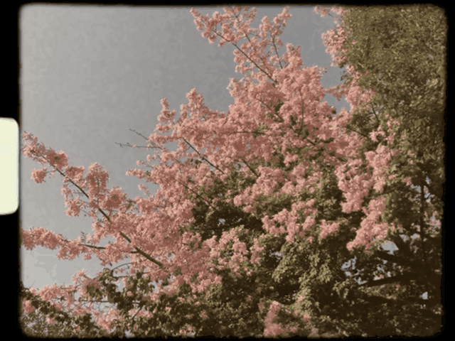 零基础Vlog入门指南，用好这9个App，拍出超赞大片