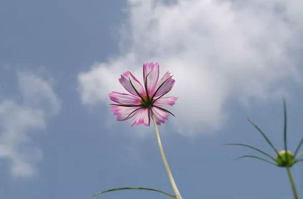 7种手机摄影构图技巧，让你成为手机摄影达人