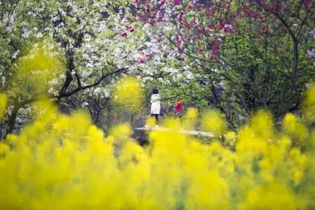 春天怎么拍才有意境？十招让你立刻开窍！