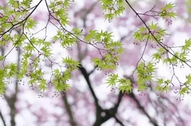 春天怎么拍才有意境？十招让你立刻开窍！