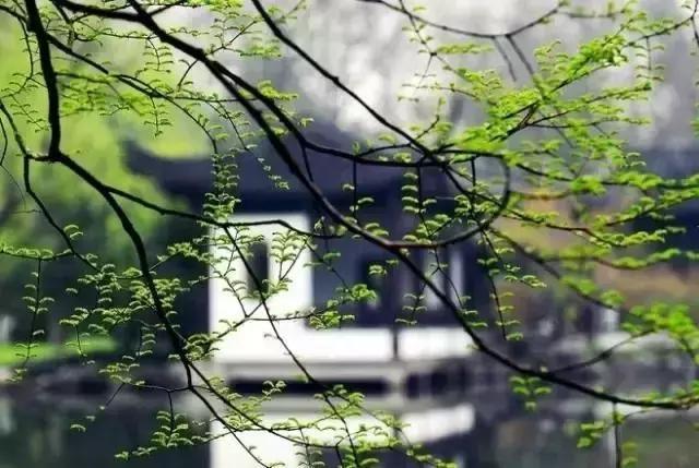 春天怎么拍才有意境？十招让你立刻开窍！