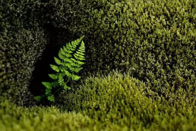 春天怎么拍才有意境？十招让你立刻开窍！