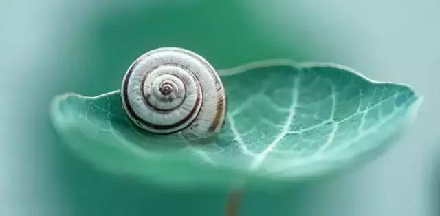 春天怎么拍才有意境？十招让你立刻开窍！