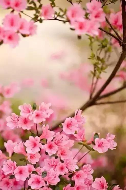 春天怎么拍才有意境？十招让你立刻开窍！