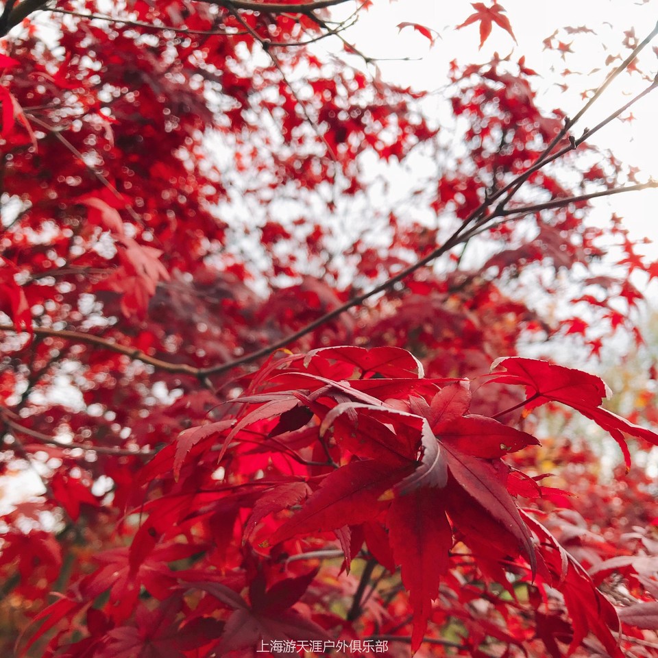 微信图片_20171113004230