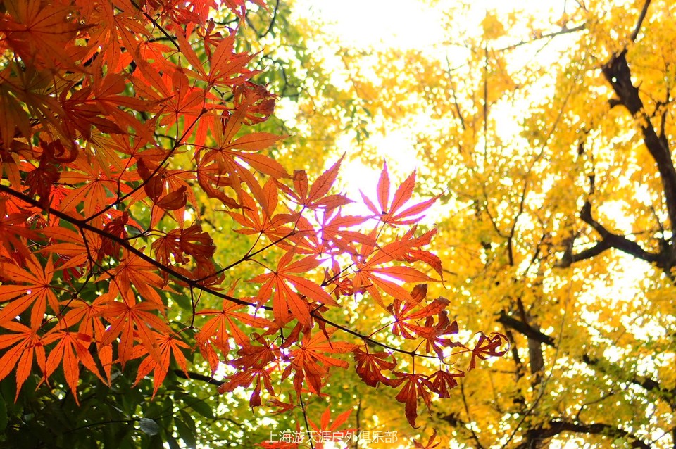 微信图片_20171113004251