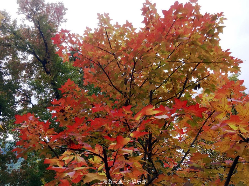 微信图片_20171113004300