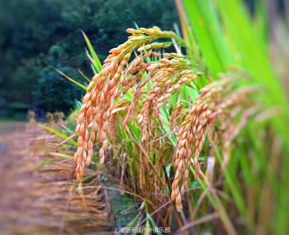 wiamhxK_WXC5WFxXLiCX3hYtKC39UPtbG-NG_7r8iMme6x0sh_uQgBmSkczGSSAy