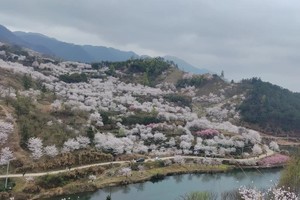 4月5日：嵊州清潭坑樱花谷--漫山樱花时节到了（一日游）