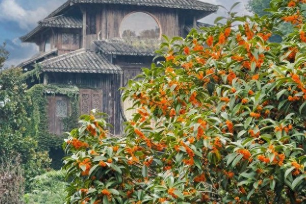 成行3月15日特价：走进千与千寻童话--满觉陇，西湖十景九溪十八涧（出发晚）