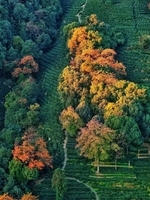 成行12月21日特价：红叶正当时，游九溪十八涧，徒步十里锒铛五云山