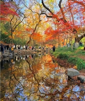 12月20日特价：红叶正当时，游九溪十八涧，徒步十里锒铛五云山