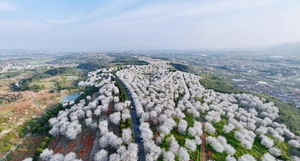 已成行3月29日：徒步绍兴猪娘岭樱花道，崇仁古镇逛吃（一日游）