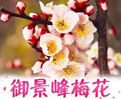 元旦1.2.3 惠东御景峰国家森林公园赏梅花,喝青梅酒品农家菜一日游
