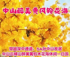 每周六日：穿越深中通道、中山云梯山醉美黄风铃木花海、孙中山故居休闲一日游