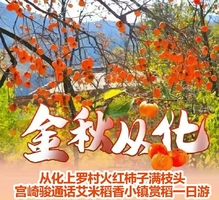 （周三、六、日）从化上罗村千亩柿子海、艾米稻香小镇赏稻一日游