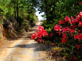 大山坡 (1)_nEO_IMG