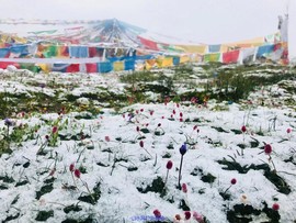 mmexport1531796043440