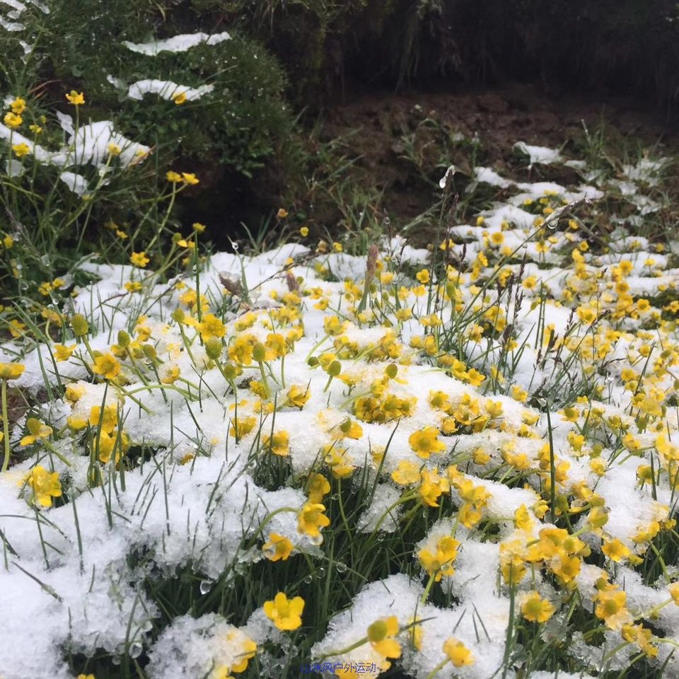 mmexport1531795245778