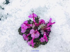 mmexport1531796034087