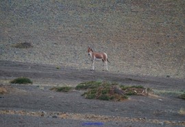 mmexport1532351287951