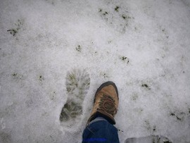 mmexport1532250547943